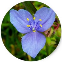 Commelina Communis - Dayflower