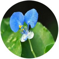 Commelina Dianthifolia