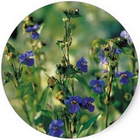Commelina Dianthifolia