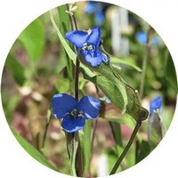 Commelina Dianthifolia