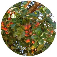 Copaiba-Copaifera