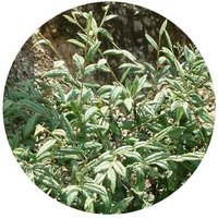 Cotoneaster Salicifolius