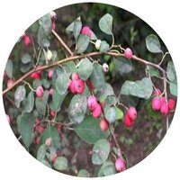 Cotoneaster Submultiflorus