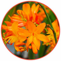 Crocosmia Crocosmiiflora