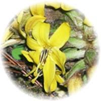 Curculigo Orchioides