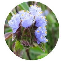 Cyanotis Arachnoidea