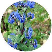 Cynoglossum Amabile