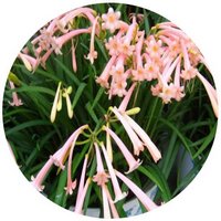 Cyrtanthus Breviflorus