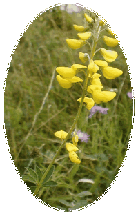 Cytisus Nigricans