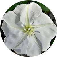 Datura Arborea