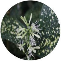 Dracaena Godseffiana