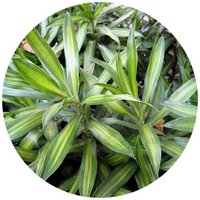 Dracaena Reflexa