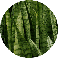 Dracaena -Sansevieria Trifasciata