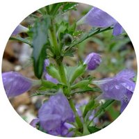 Dracocephalum Moldavica