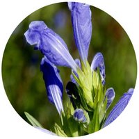 Dracocephalum Argunense