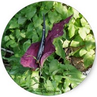 Dracunculus Vulgaris