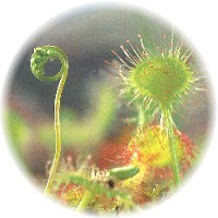 Drosera - Sundew