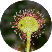 Drosera - Sundew