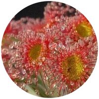Drosera Ordensis - Sundew