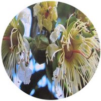 Duabanga Grandiflora