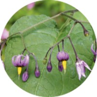 Dulcamara- Bittersweet - Solanum