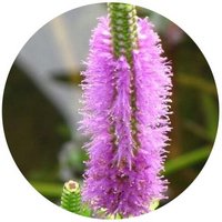 Dysophylla Sampsonii