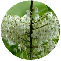 Elaeocarpus Serratus