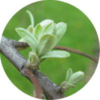 Elaeagnus Angustifolia