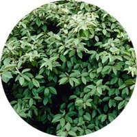 Elaeagnus Submacrophylla