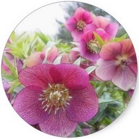 Helleborus