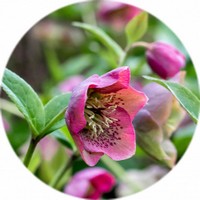 Helleborus