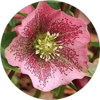 Helleborus
