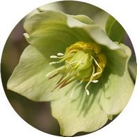 Helleborus Foetidus