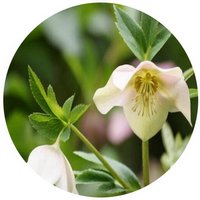 Helleborus Thibetanus