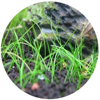 Eleocharis Yokoscensis