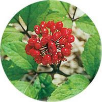 Siberian Ginseng - Eleuterococo