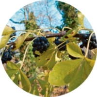 Siberian Ginseng - Eleuterococo