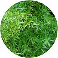 Asparagus Plumosus