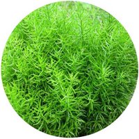 Asparagus Cochinchinensis