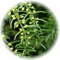 Asparagus Cochinchinensis - Radix Asparagi