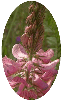 Onobrychis Viciifolia