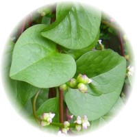 Espinaca de Malabar: Basella Alba