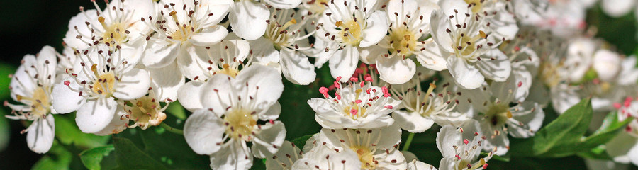 Espino Blanco - Crataegus