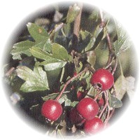 Espino - Crataegus Monogyna