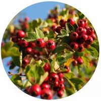 Espino - Crataegus Monogyna