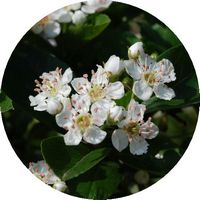 Espino - Crataegus Monogyna