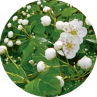 Espino - Crataegus Monogyna