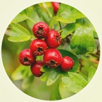 Espino - Hawthornberry