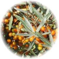 Hippophae Rhamnoides - Sea Buckthorn
