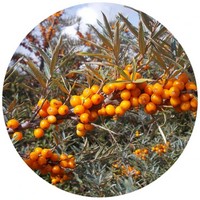 Hippophae Rhamnoides - Sea Buckthorn